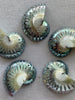 Philippine Shell 9 Cut Blue Tiger's Eye with Grooving